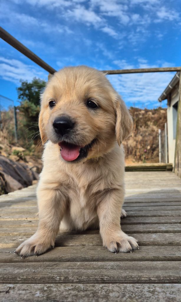 Du Manoir Du Vauclair - Chiots disponibles - Golden Retriever