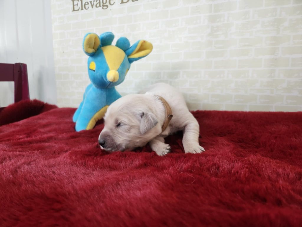 Du Manoir Du Vauclair - Chiots disponibles - Golden Retriever