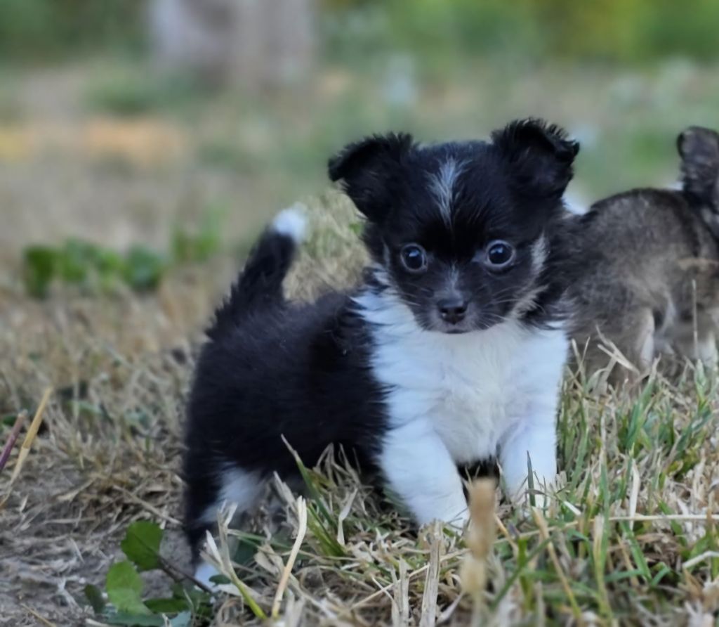 Du Manoir Du Vauclair - Chiots disponibles - Chihuahua