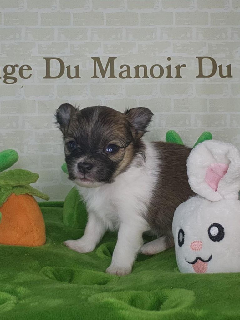 Du Manoir Du Vauclair - Chiots disponibles - Chihuahua