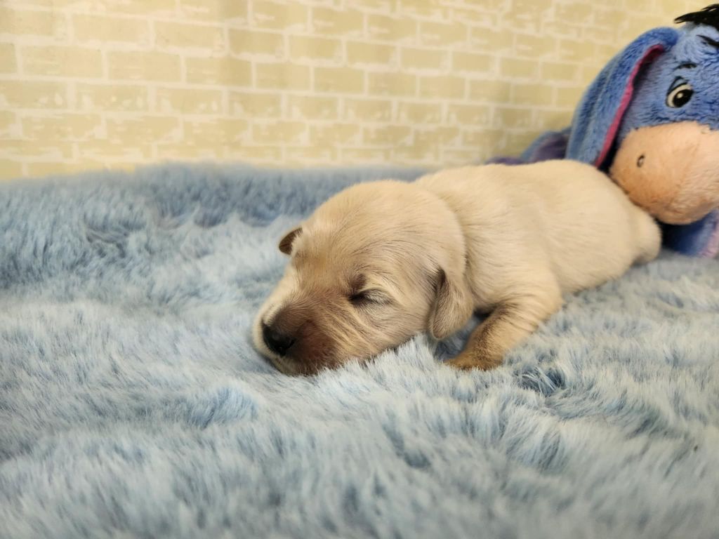 Du Manoir Du Vauclair - Chiots disponibles - Golden Retriever