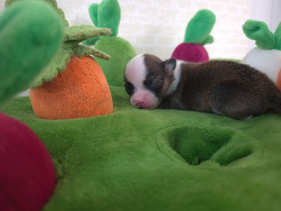 CHIOT 3