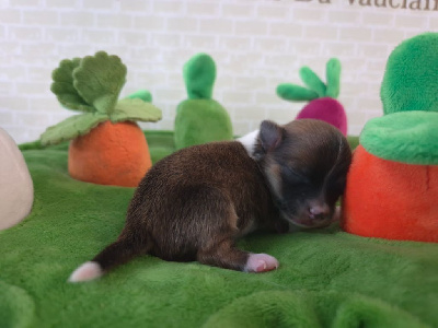 CHIOT 2