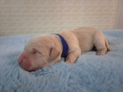CHIOT 1