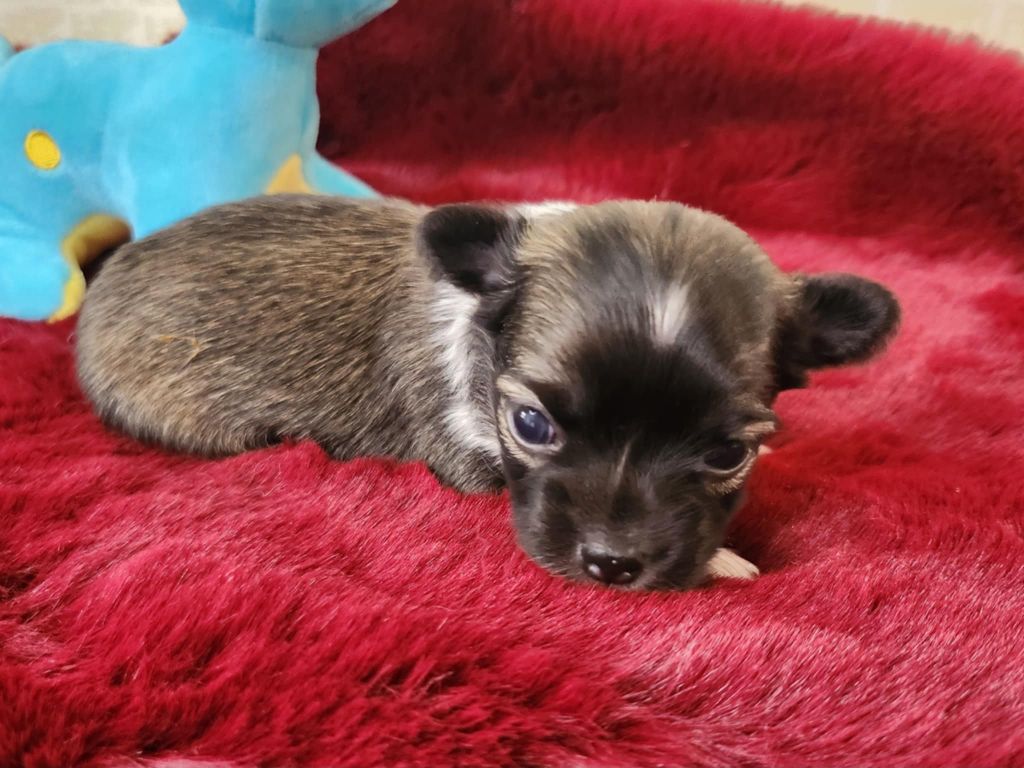 Du Manoir Du Vauclair - Chiots disponibles - Chihuahua