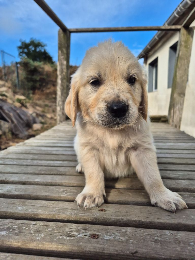 Du Manoir Du Vauclair - Chiots disponibles - Golden Retriever