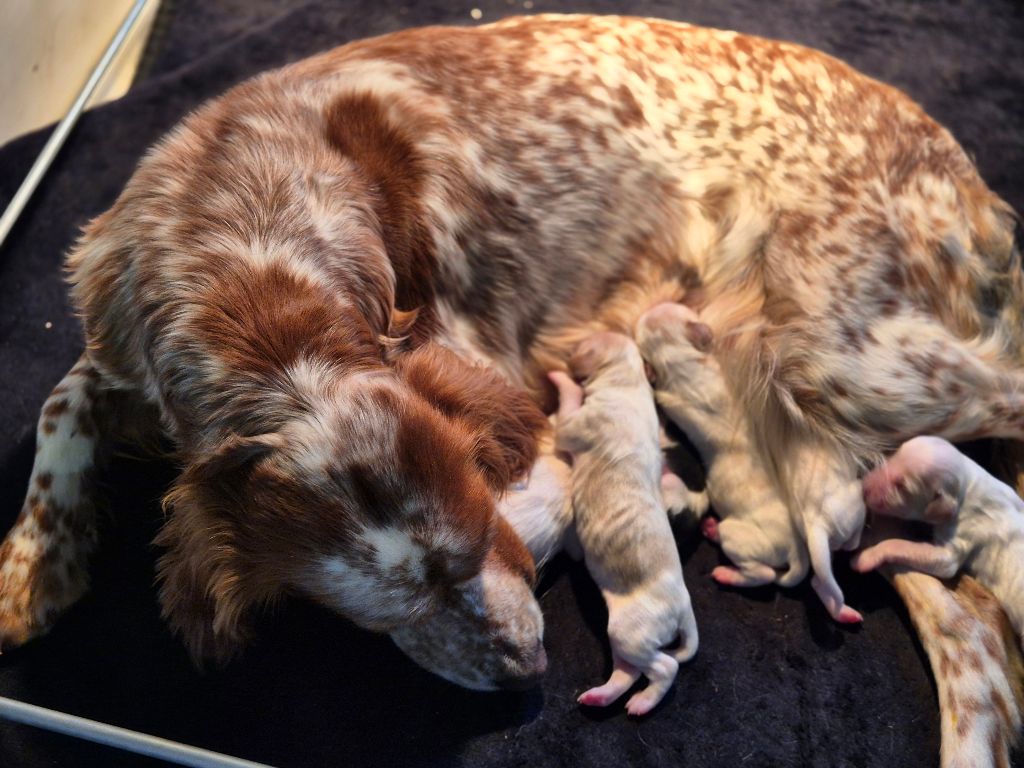 Du Manoir Du Vauclair - Setter Anglais - Portée née le 04/12/2025