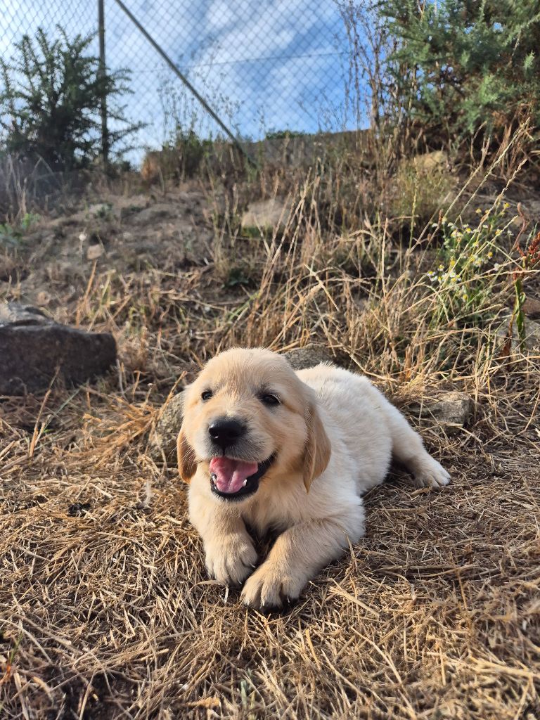 Du Manoir Du Vauclair - Chiots disponibles - Golden Retriever