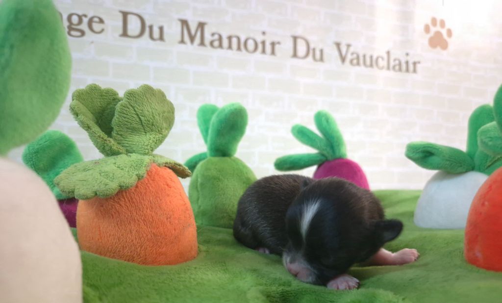 Du Manoir Du Vauclair - Chiots disponibles - Chihuahua