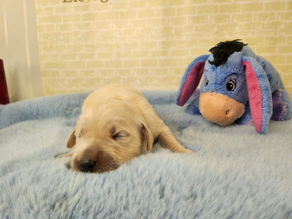 Du Manoir Du Vauclair - Chiots disponibles - Golden Retriever