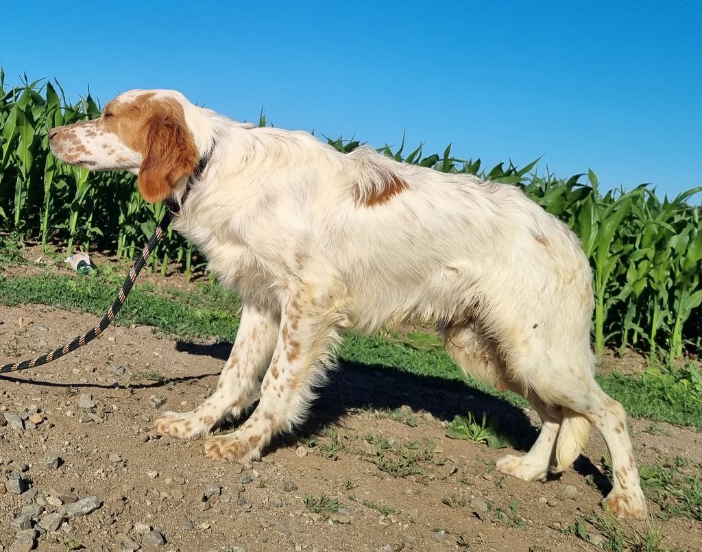 Du Manoir Du Vauclair - Chiots disponibles - Setter Anglais