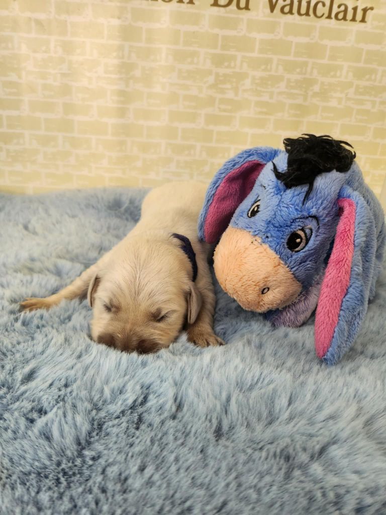 Du Manoir Du Vauclair - Chiots disponibles - Golden Retriever