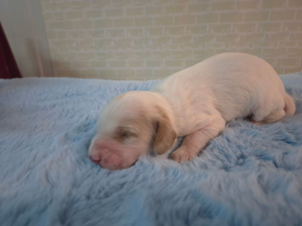 Du Manoir Du Vauclair - Chiots disponibles - Setter Anglais