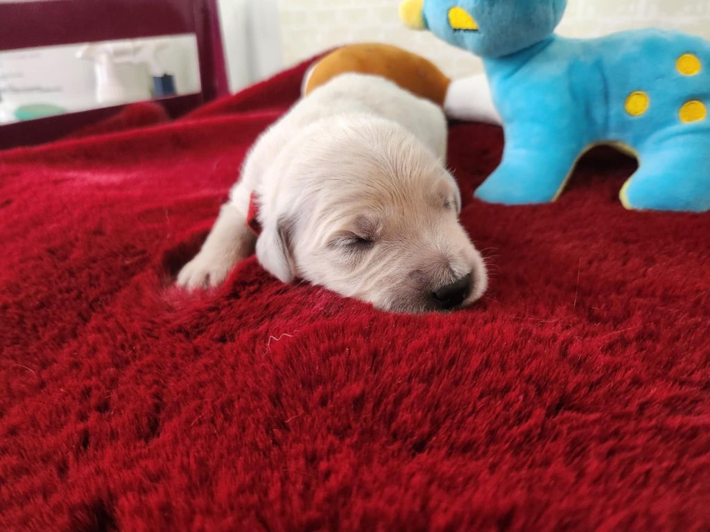 Du Manoir Du Vauclair - Chiots disponibles - Golden Retriever