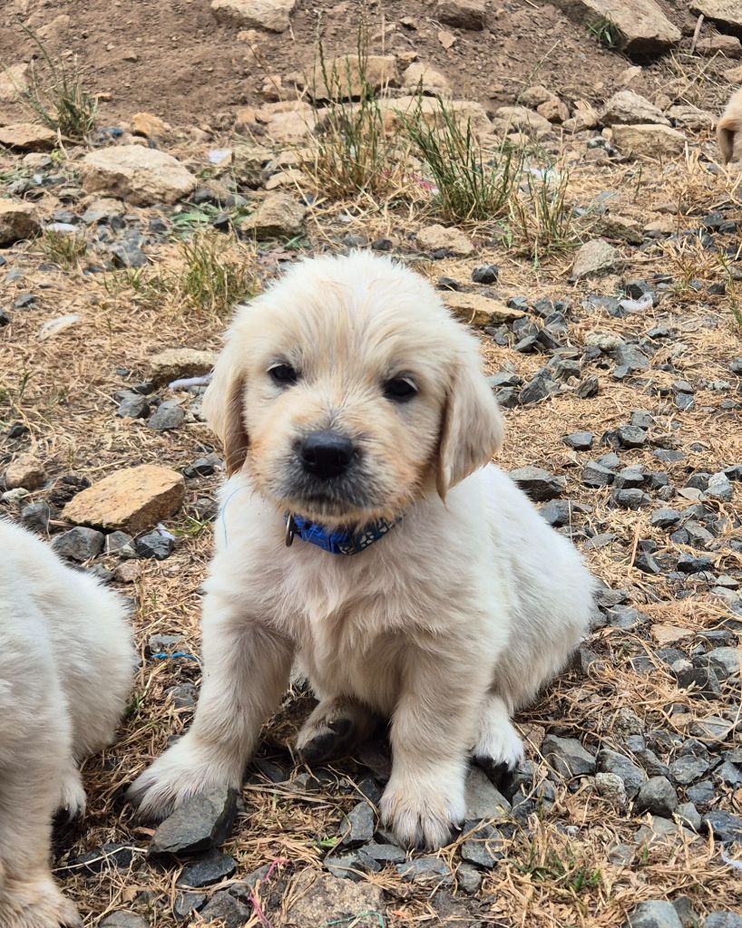 Du Manoir Du Vauclair - Chiots disponibles - Golden Retriever