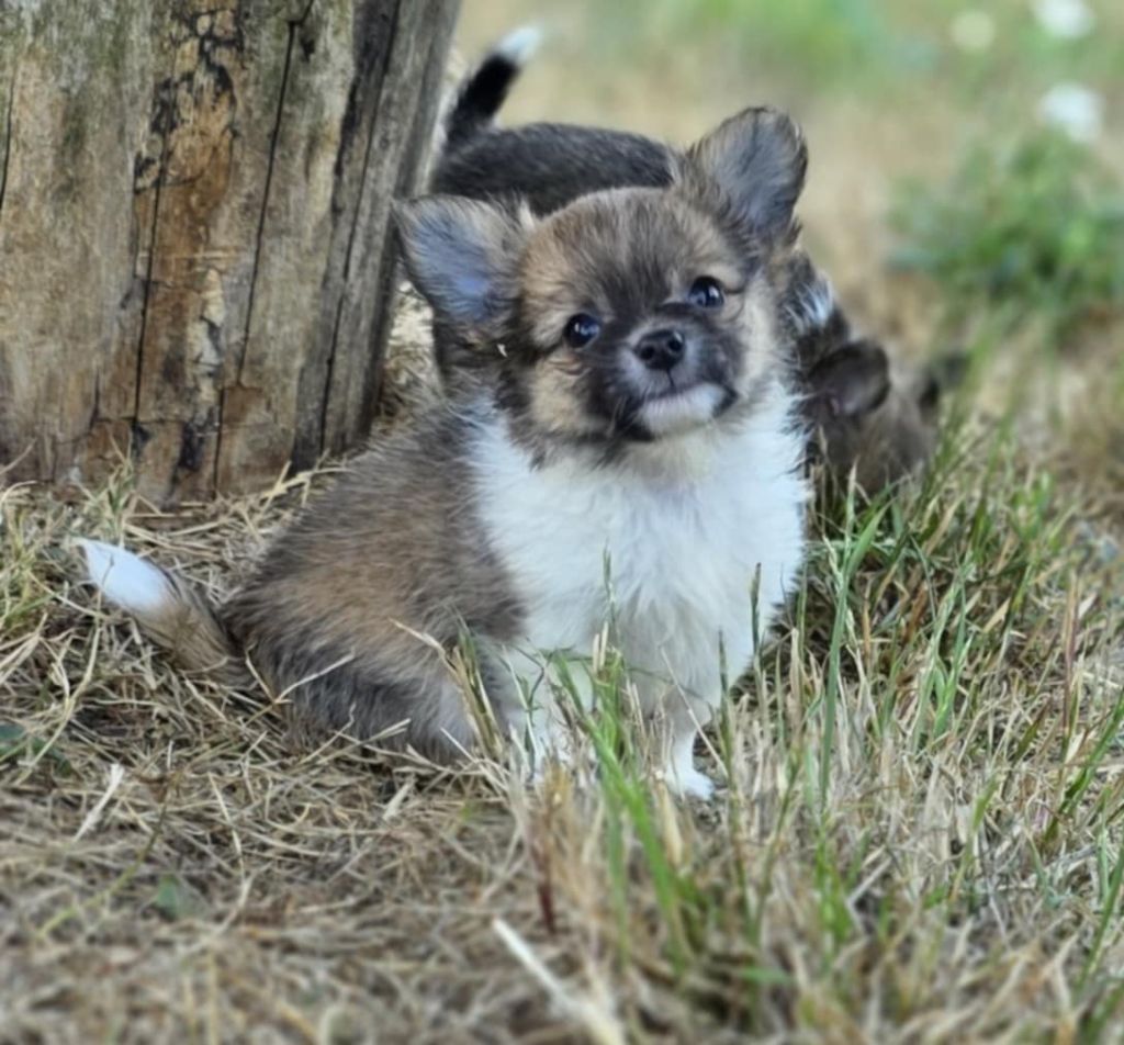 Du Manoir Du Vauclair - Chiots disponibles - Chihuahua