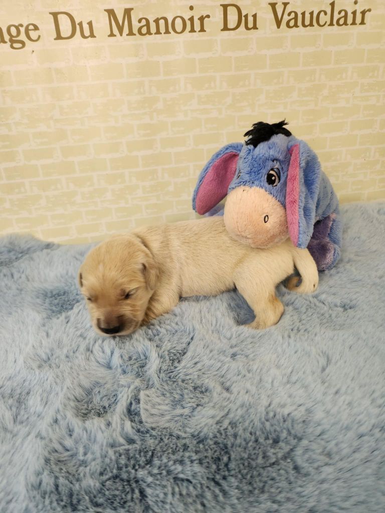 Du Manoir Du Vauclair - Chiots disponibles - Golden Retriever
