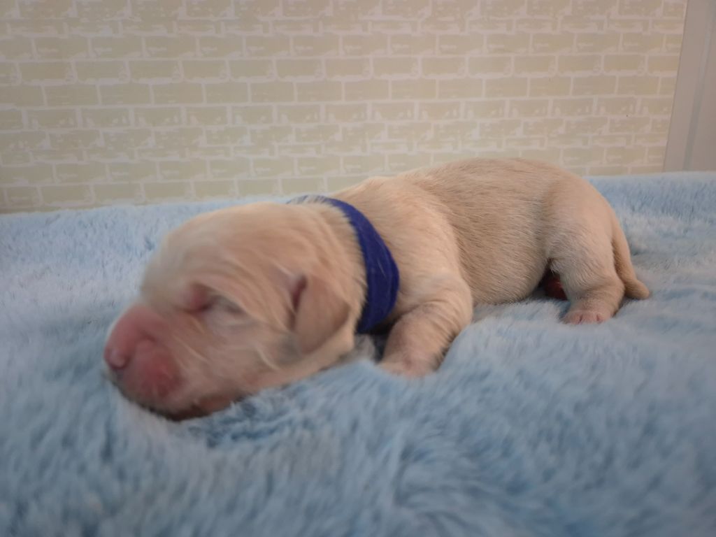 Du Manoir Du Vauclair - Chiots disponibles - Golden Retriever